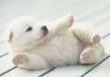 cachorrito