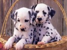 DALMATA