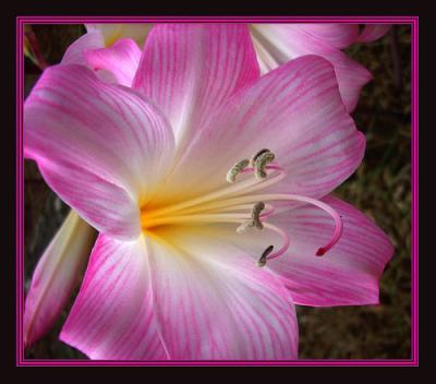 FLORES