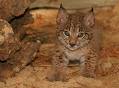 LOS LINCES